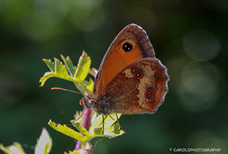 GATEKEEPER (Pyronia tithonus)