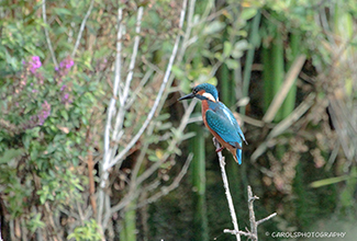 KINGFISHER (Alcedo atthis)