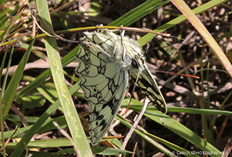 MARBLED WHITE (Melanargia galathea)