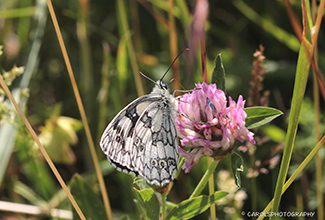 MARBLED WHITE ON RED CLOVER (Melanargia galathea)