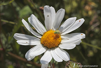 OX-EYE DAISY (Leucanthemum vulgare)