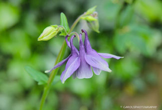 AQUILEGIA