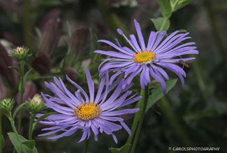 ASTER (ASTER X FRIKARTII 'MONCH')
