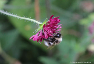 BUMBLE BEE ON SCABIUS