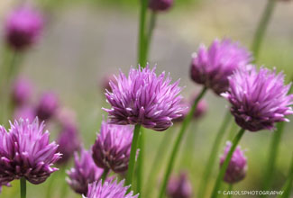 CHIVES