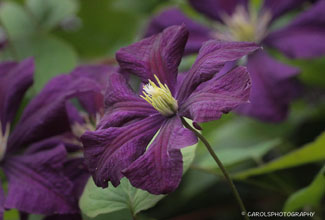 CLEMATIS - NAOME 