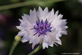 CORNFLOWER
