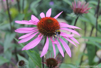 ECHINACEA or CONE FLOWER