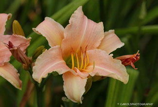 HEMEROCALLIS. (DAY LILY)
