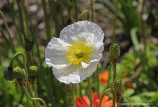 ICELAND POPPY