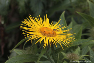INULA