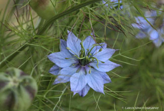 NIGELLA (LOVE IN THE MIST)