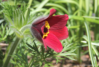 PULSATILLA RUBRA or PASQUE FLOWER