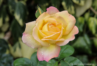 ROSA 'PEACE'