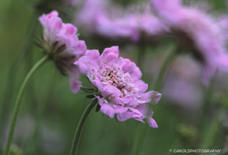 SCABIOUS