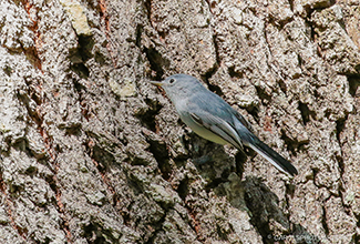 BLUE GRAY GNATCATCHER (Polioptila caerulea)