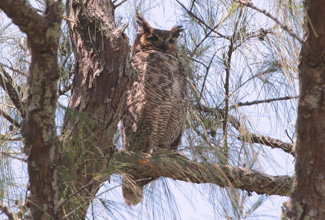 GREAT HORNED OWL. (Bubo virginianus)