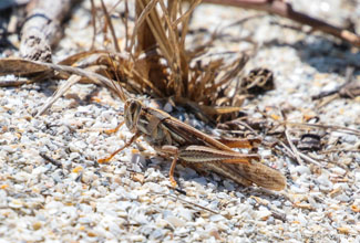 AMERICAN GRASSHOPPER (Schistocerca americana) (Drury)