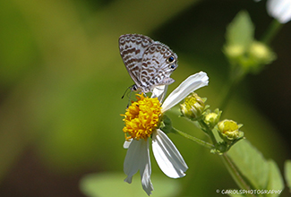 CASSIUS BLUE (Leptotes cassius)