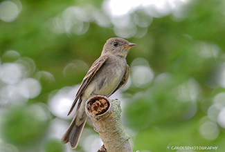 EASTERN PHOEBE (Sayornis phoebe)