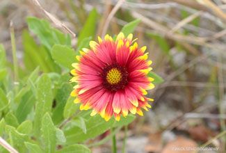 GAILLARDIA (Gaillardia aristata)