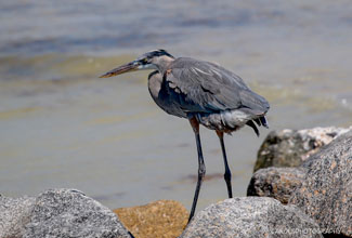 GREAT BLUE  HERON (Ardea herodias)