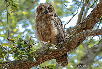 GREAT HORNED OWL - JUVENILE (Bubo virginianus)