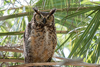 GREAT HORNED OWL - JUVENILE (Bubo virginianus)
