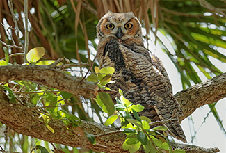 GREAT HORNED OWL - ADULT (Bubo virginianus)