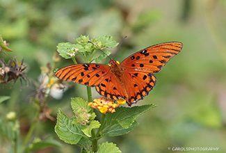 GULF FRITILLARY  (Agraulis vanillae)