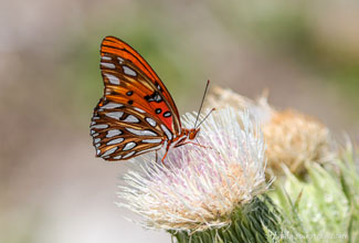 GULF FRITILLARY  (Agraulis vanillae)
