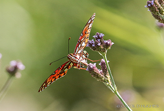 GULF FRITILLARY  (Agraulis vanillae)