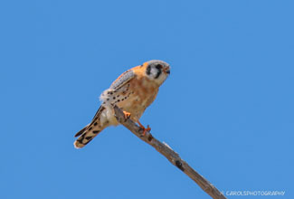 AMERICAN KESTREL (Falco sparverius)