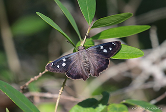 HAMMOCK SKIPPER (Polygonus leo)