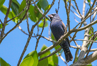 INDIGO BUNTING (Passerina cyanea)