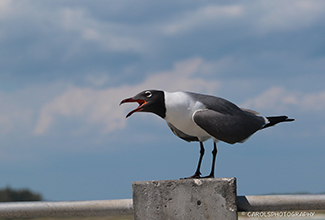 LAUGHING GULL (Leucophaeus atricilla)