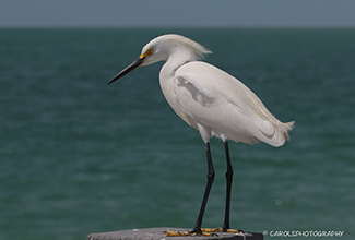 LITTLE EGRET (Egretta garzetta)