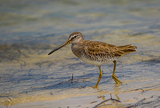 LONG BILLED DOWITCHER (Limnodromus scolopaceus)