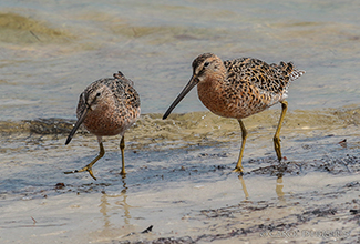 LONG BILLED DOWITCHERS (Limnodromus scolopaceus)