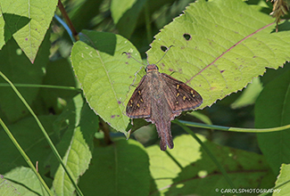 LONG TAILED SKIPPER (Urbanus proteus)