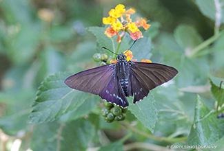 MANGROVE SKIPPER (Phocides pigmalion)