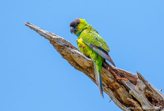 NANDAY PARAKEET (Aratinga nenday)