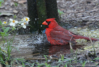 NORTHERN CARDINAL (Cardinalis cardinalis)