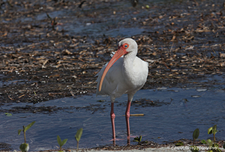 AMERICAN WHITE IBIS (Eudocimus albus)