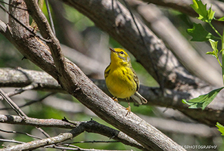 PRAIRIE WARBLER (Setophaga discolor)