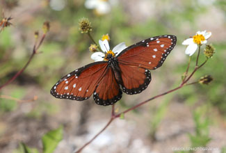 QUEEN BUTTERFLY (Danaus gilippus)
