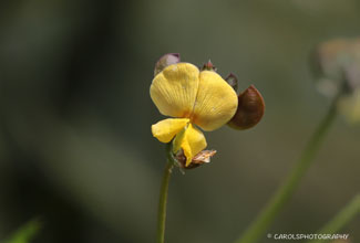 RABBIT BELLS (Crotalari rotundifolia)