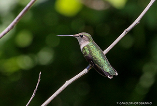 RUBY THROATED HUMMING BIRD - FEMALE (Archilochus colubris)