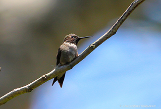RUBY THROATED HUMMINGBIRD - MALE (Archilochus colubris)