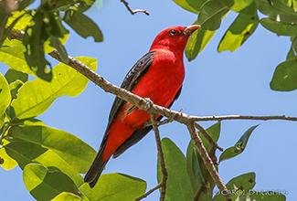 SCARLET TANAGER (Piranga olivacea)